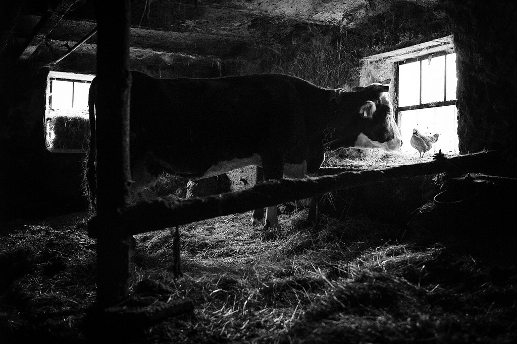 © Stefan Winkelhöfer. Aus der Serie "Hans". Kuh im Stall